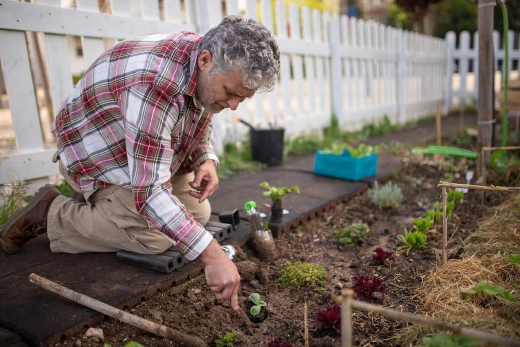 Man planting seedlings in backyard garden