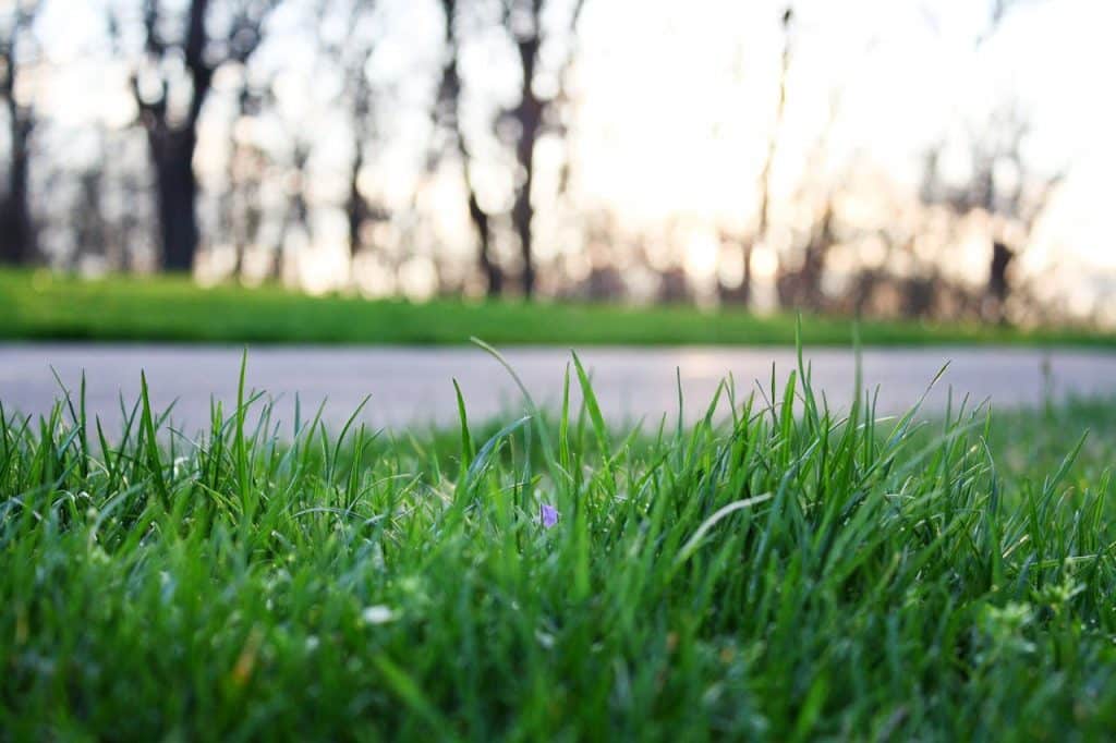Close-up of green grass near a pathway
