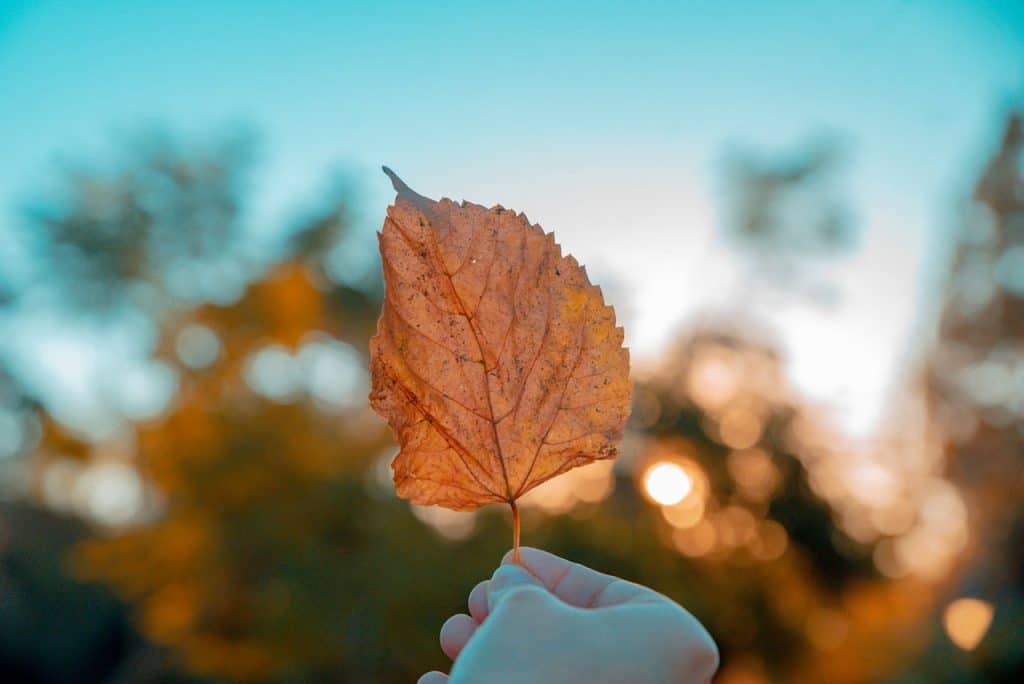 Person holding autumn leaf against sunset sky