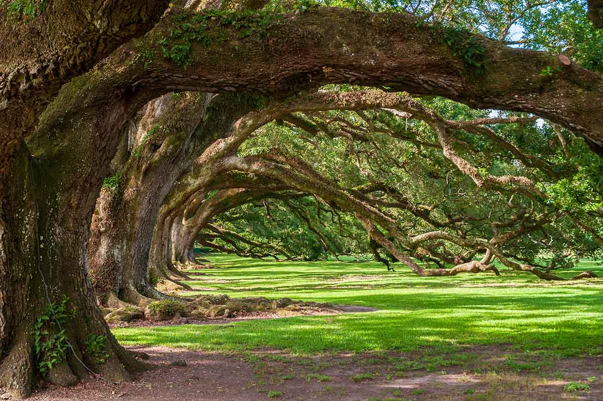 Griffin Lawn Care Services Sorrento, Louisiana Ancient oak trees with sprawling branches in sunlight.