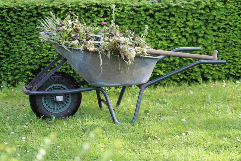Wheelbarrow with garden waste on lawn