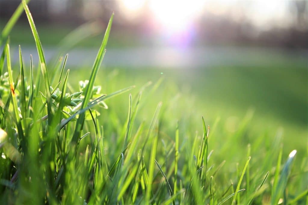 Close-up of sunlit green grass morning scene.