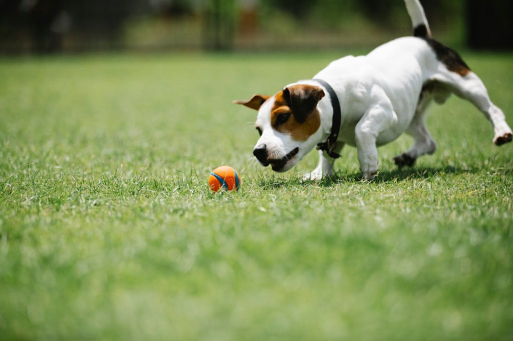 Dog chasing a colorful ball on grass.
