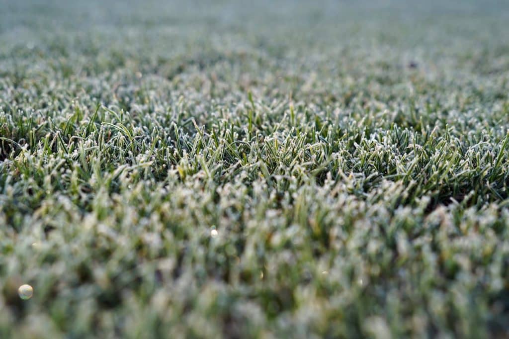 Close-up of grass with morning frost.