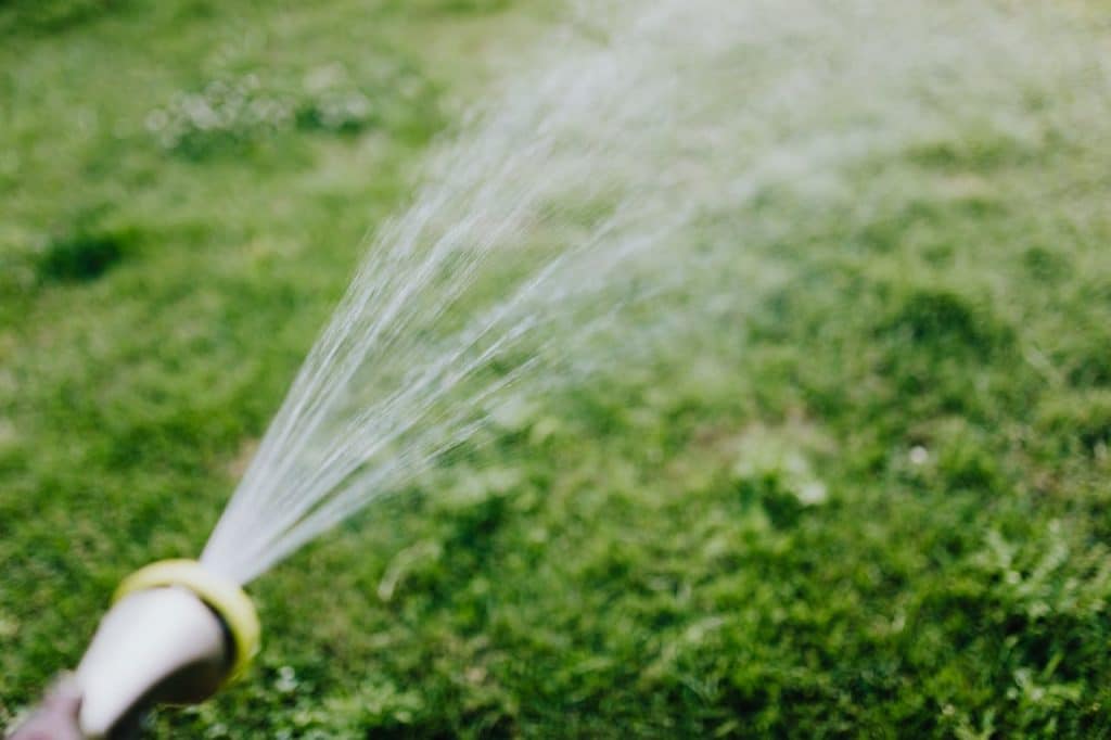 Watering lawn with garden hose spray