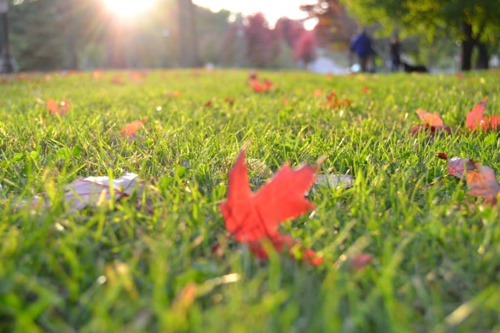 Autumn leaves scattered on a sunny green lawn.